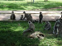 Anuradhapura - singes