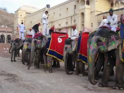 Fort Amber - &eacute;l&eacute;phants 
