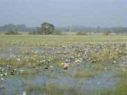 Lac Iris d`eau