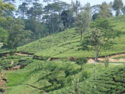 Nuw. Eliya - plantation de thé