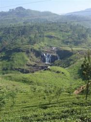 Nuw. Eliya - plantation de thé et cascade