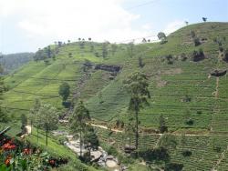 Nuw. Eliya - plantation de thé 2