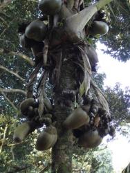 Peradeniya - coco fesse