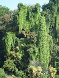 Peradeniya - lianes fleuries