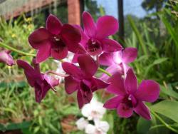 Peradeniya - orchid&eacute;e 1