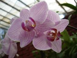 Peradeniya - orchid&eacute;e 2
