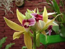 Peradeniya - orchid&eacute;e 3