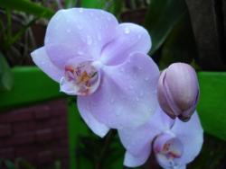 Peradeniya - orchid&eacute;e 4