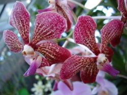 Peradeniya - orchid&eacute;e 5