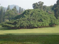 Peradeniya - ficus 140 ans