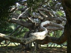 Peradeniya - ficus 140 ans tronc