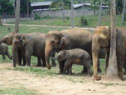 Pinawella - orphelinat des &eacute;l&eacute;phants